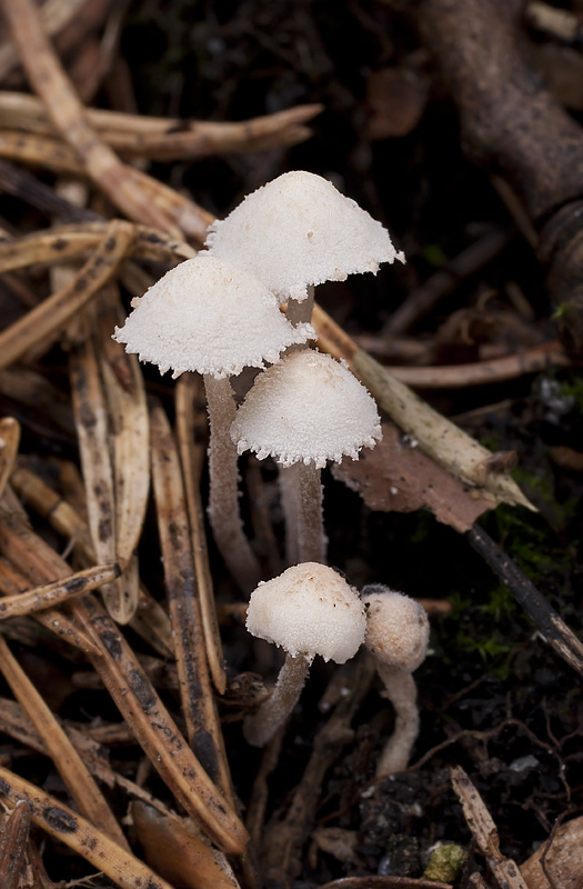 Cystolepiota seminuda